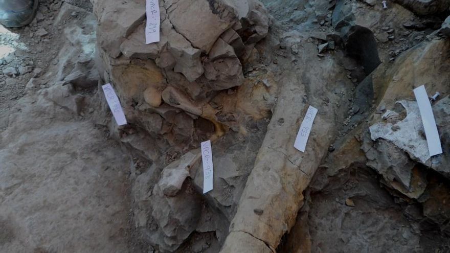 Un terópodo y restos de saurópodos y estegosáuridos, entre fósiles hallados en la Sierra de la Demanda, en Burgos