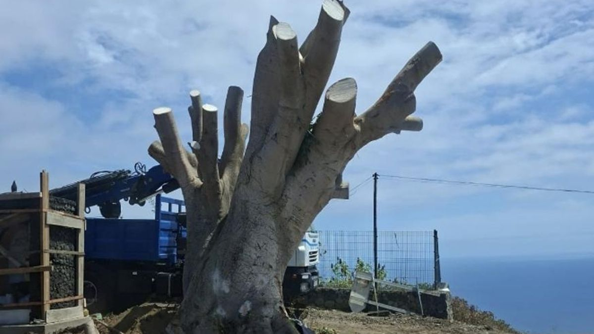 El ‘Laurel de Indias’ del Cruce de la Vinícola de Villa de Mazo