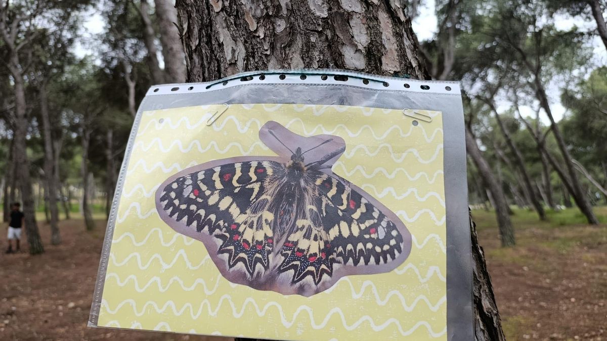Mariposa Arlequín