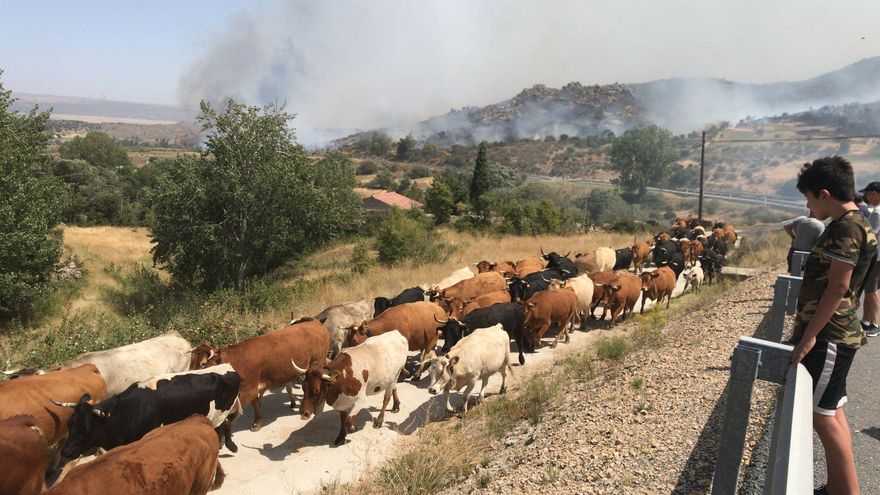 Los ganaderos movilizan a las vacas para huir del incendio.