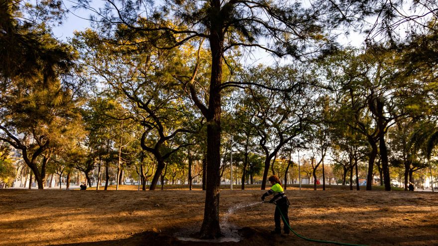 Barcelona se lanza día y noche a regar manualmente sus árboles para salvarlos de la sequía