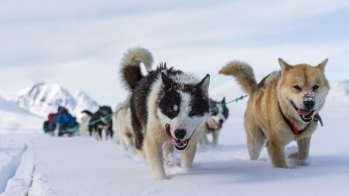 El esfuerzo coordinado de los perros de trineo sigue siendo esencial para sobrevivir en el hielo