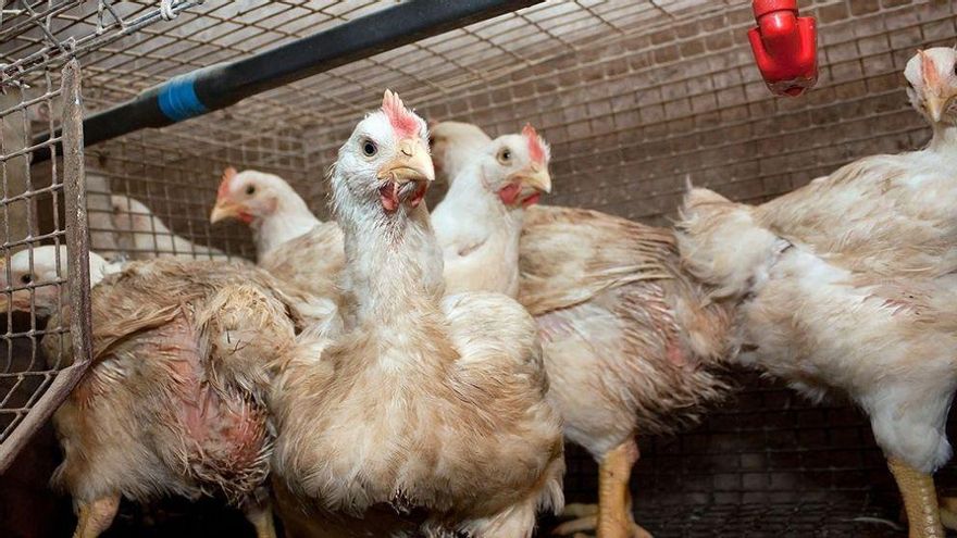 Argentina se declaró país libre de influenza aviar tras el final del último brote en aves comerciales