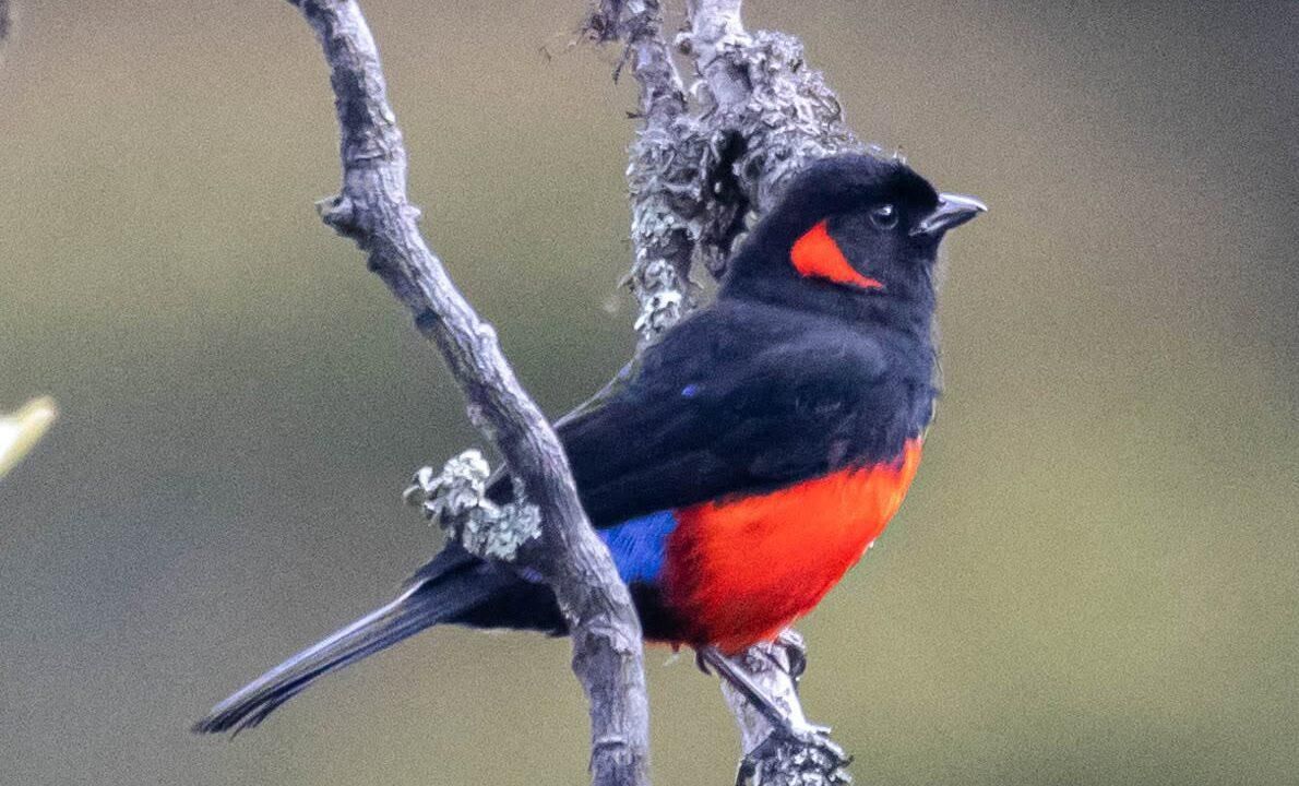 Una tangara (Anisognathus igniventris) capturada por guardaparques en el Parque Nacional Yacuri, Ecuador. Foto: cortesía Parque Nacional Yacuri