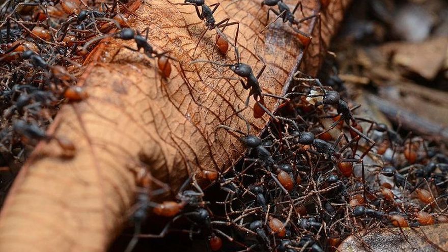 La organizada colonia que forma esta especie de hormiga puede capturar 30 mil presas y avanzar 100 metros cada día