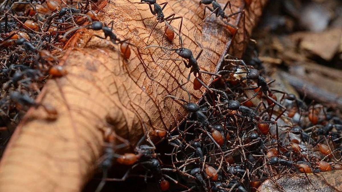 La organizada colonia que forma esta especie de hormiga puede capturar 30 mil presas y avanzar 100 metros cada día