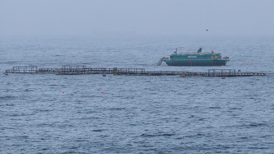 La última inspección a las jaulas marinas de Telde antes de la crisis: sin anomalías, pero también sin las analíticas del agua