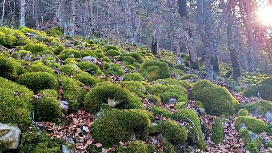 Rutas de Navidad y paisajes de hielo: Ezcaray multiplica su oferta de invierno