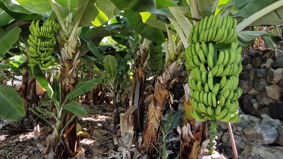 Trabajadores de la Tierra plantea medidas para  estabilizar el precio  del plátano y evitar las crisis que amenazan el futuro del cultivo