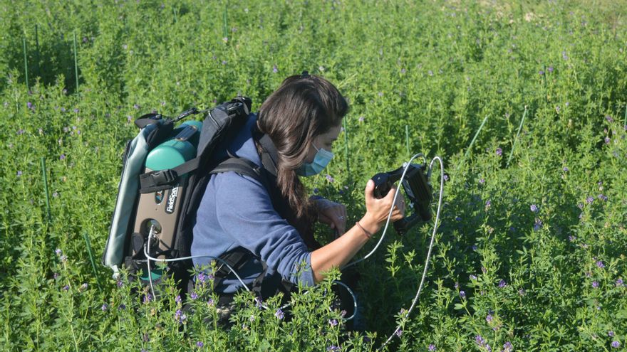 Nvestigadoras del IdAB-CSIC trabajando con plantas de alfalfa.