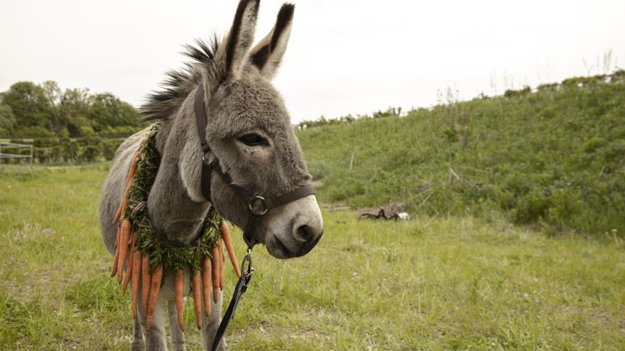 'Eo', el burro que muestra la cara más egoísta y brutal de Europa