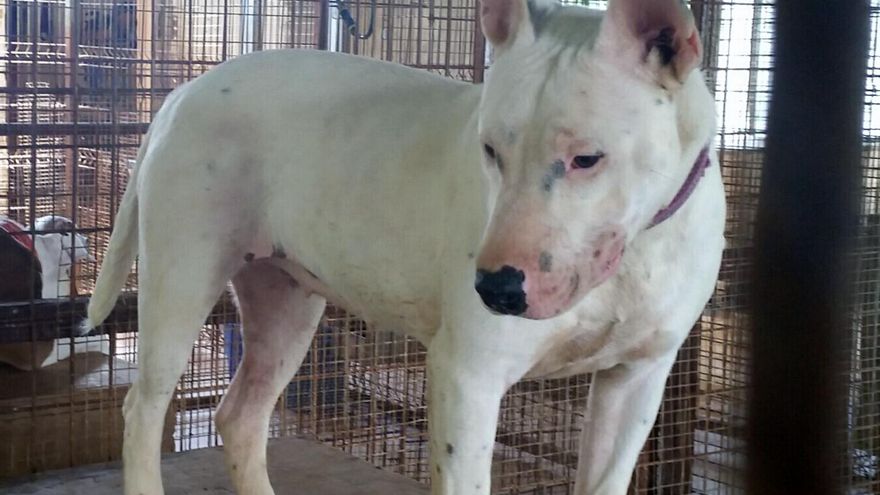 La difícil salida de los perros potencialmente peligrosos de los centros de protección