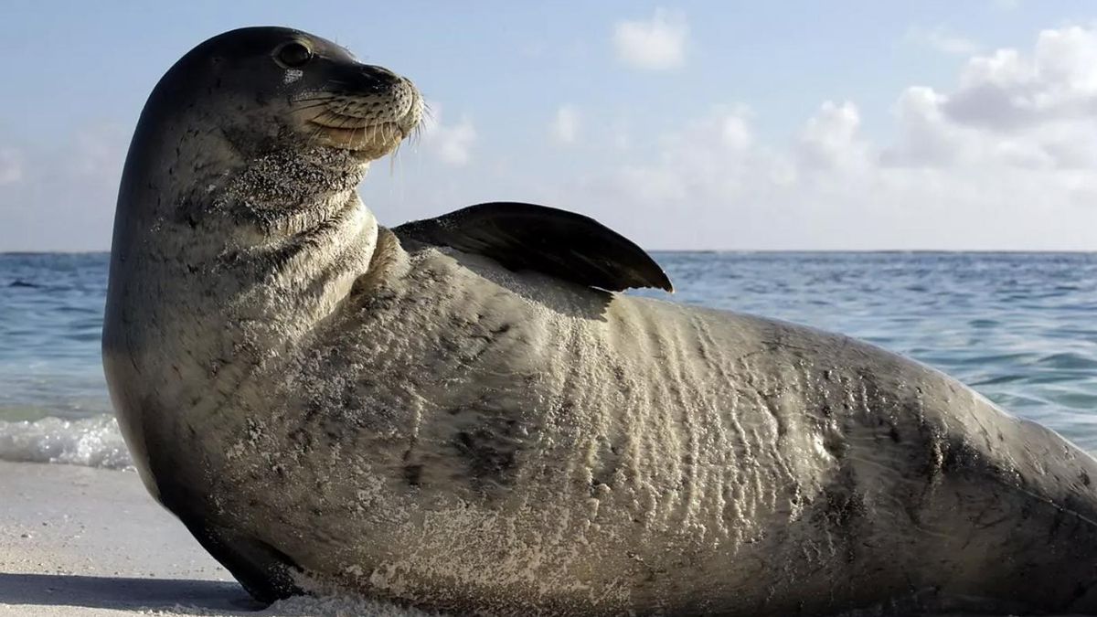 Estas focas suelen pesar 250 kilos, son tan antiguas que hasta Aristóteles llegó a describirlas y ahora tratan de que vuelvan a poblar el Mediterráneo