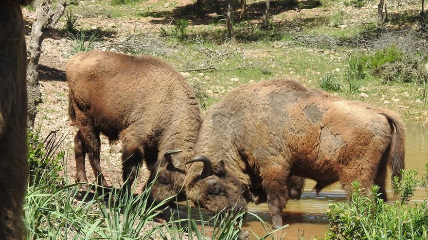 ¿Una manada de bisontes en Ciudad Real? Sí, y son parte de un proyecto para ayudar a mejorar el suelo y evitar incendios