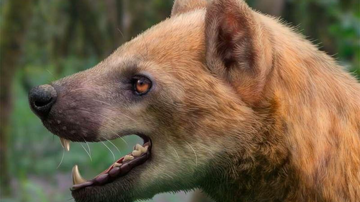 Un nuevo 'perro-oso' muestra cómo eran los grandes carnívoros de Barcelona hace 15,9 millones de años