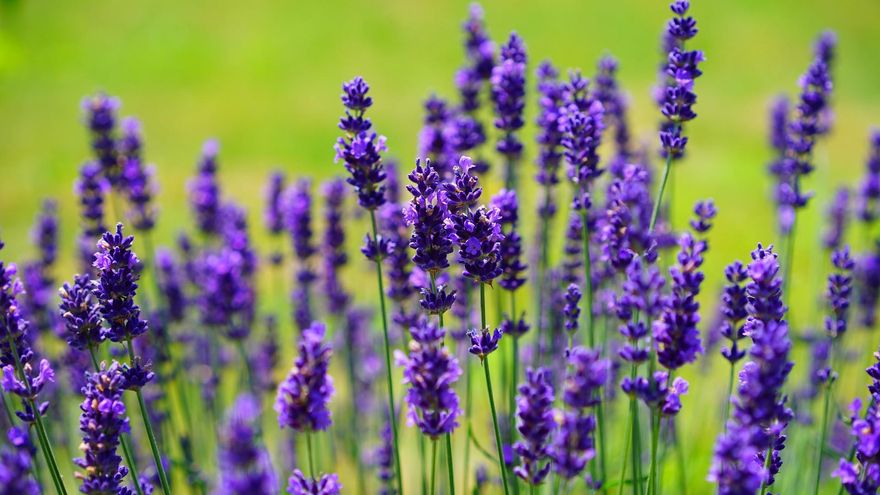 Brihuega se convierte en el inicio de julio en un aromático mar púrpura con la floración de la lavanda