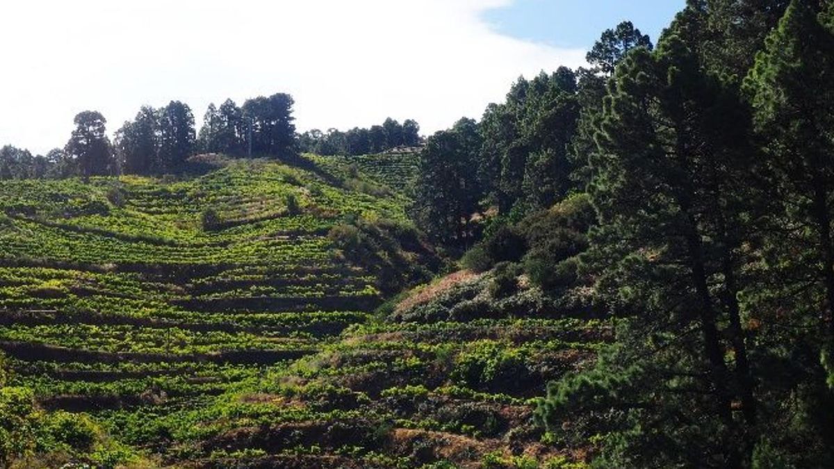 Garafía pone en marcha el plan para recuperar fincas y reforzar el sector primario