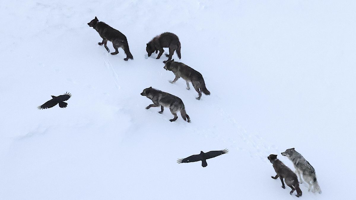 Los cuervos no necesitan seguir a los lobos de Yellowstone: usan un 'GPS mental' para ‘robarles’ la comida