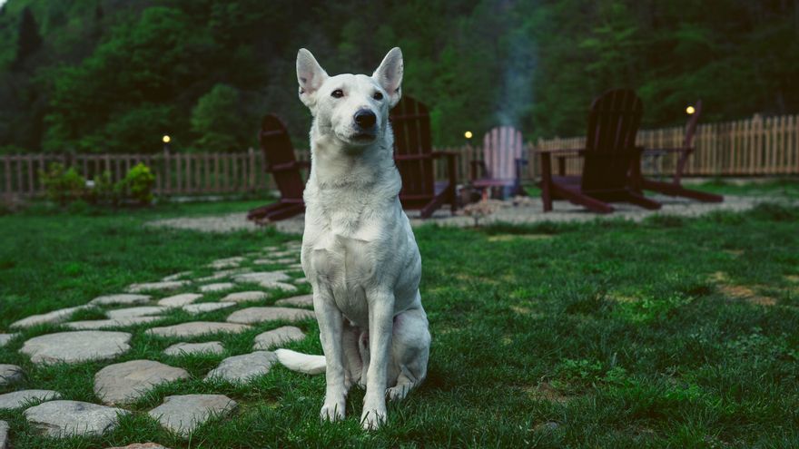 Así funciona el cerebro de un perro cuando le dicen que 'no' y se reprime