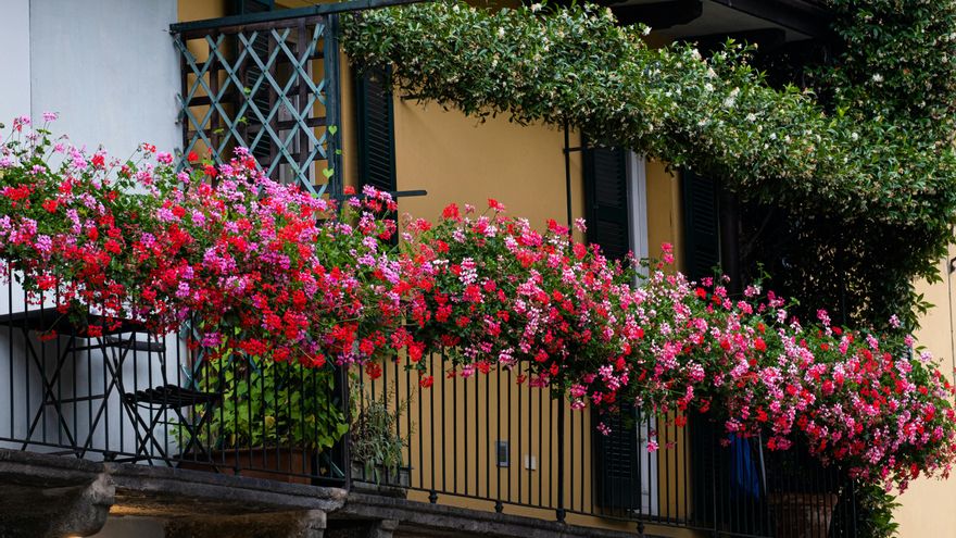 Gana privacidad en tu terraza o balcón con estas soluciones fáciles y naturales