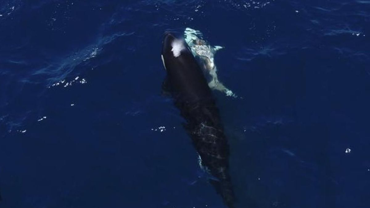 Los expertos alertan de que el calentamiento del Pacífico puede intensificar los encuentros