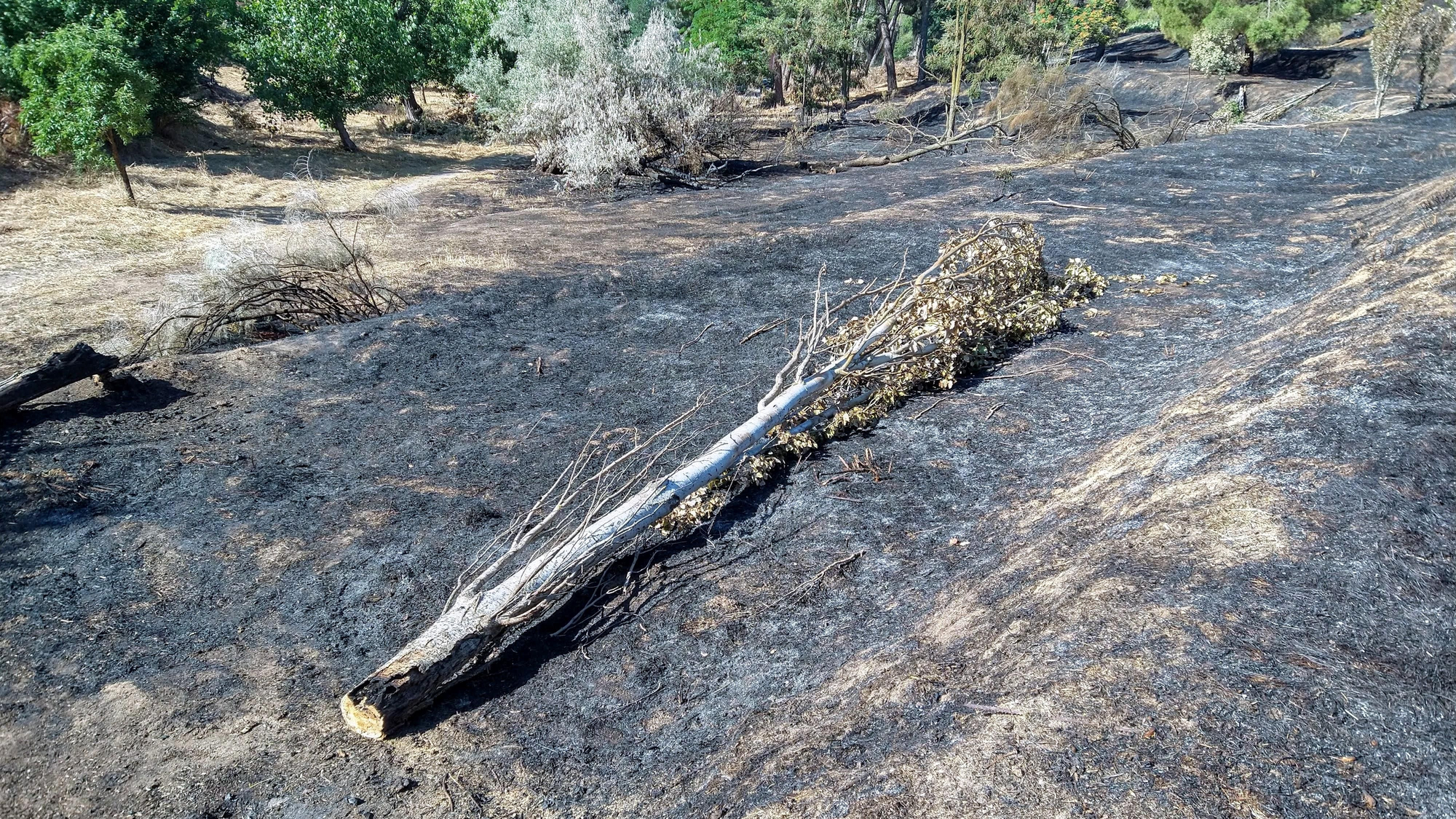 Incendio Dehesa de la Villa - chopo calcinado