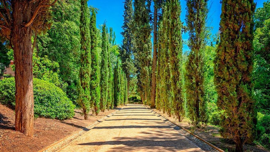 El incremento del polen de ciprés en Córdoba pone ya en alerta a las personas alérgicas