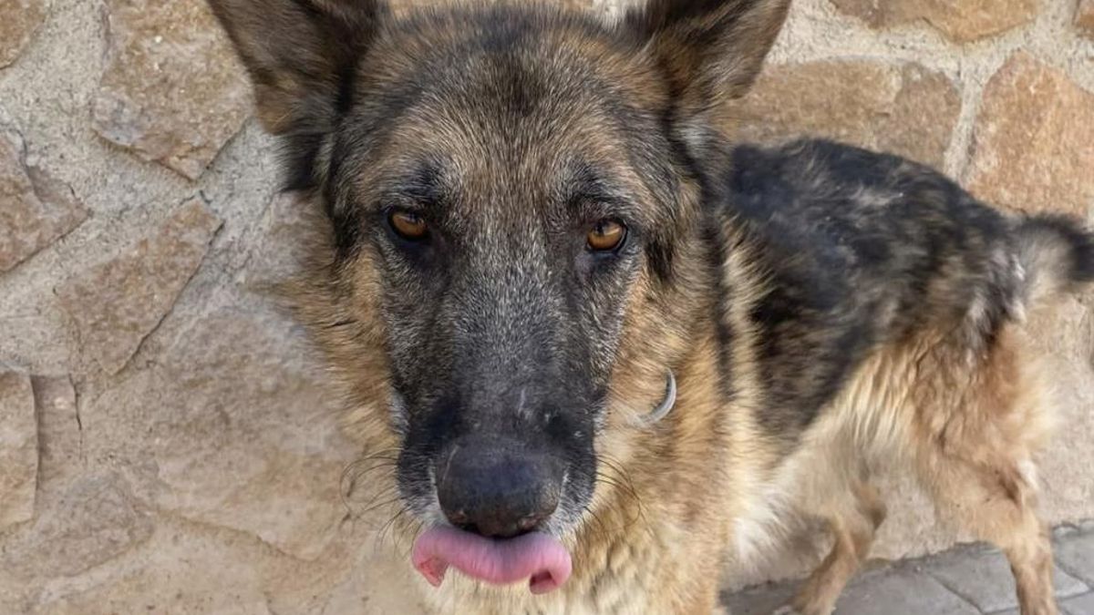 La leishmaniosis que casi acaba con Ben, el perrito al que querían sacrificar y que ahora busca una familia