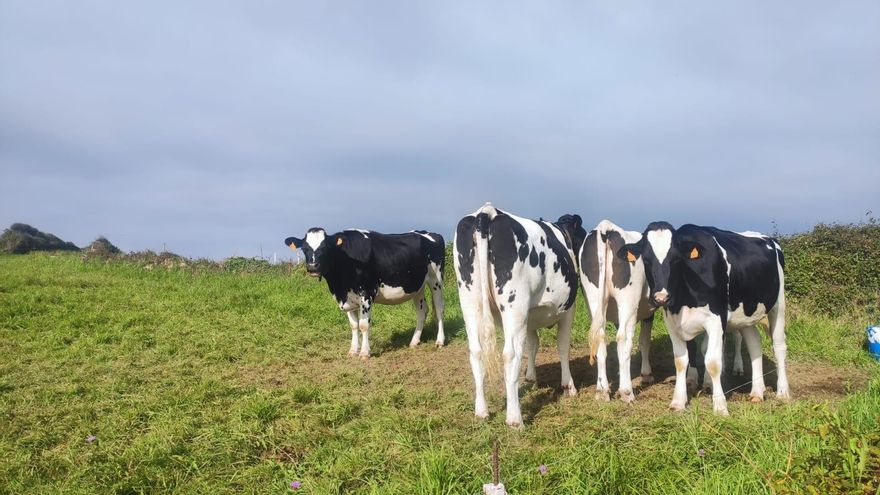 Archivo - Vacas de leche,.-ARCHIVO