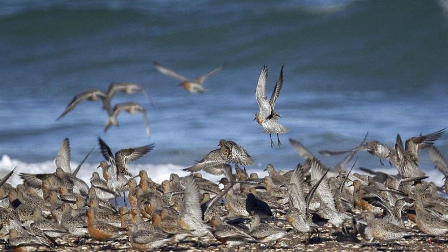 Día Mundial de las Aves Migratorias: ¿por qué se celebra hoy, 8 de octubre?