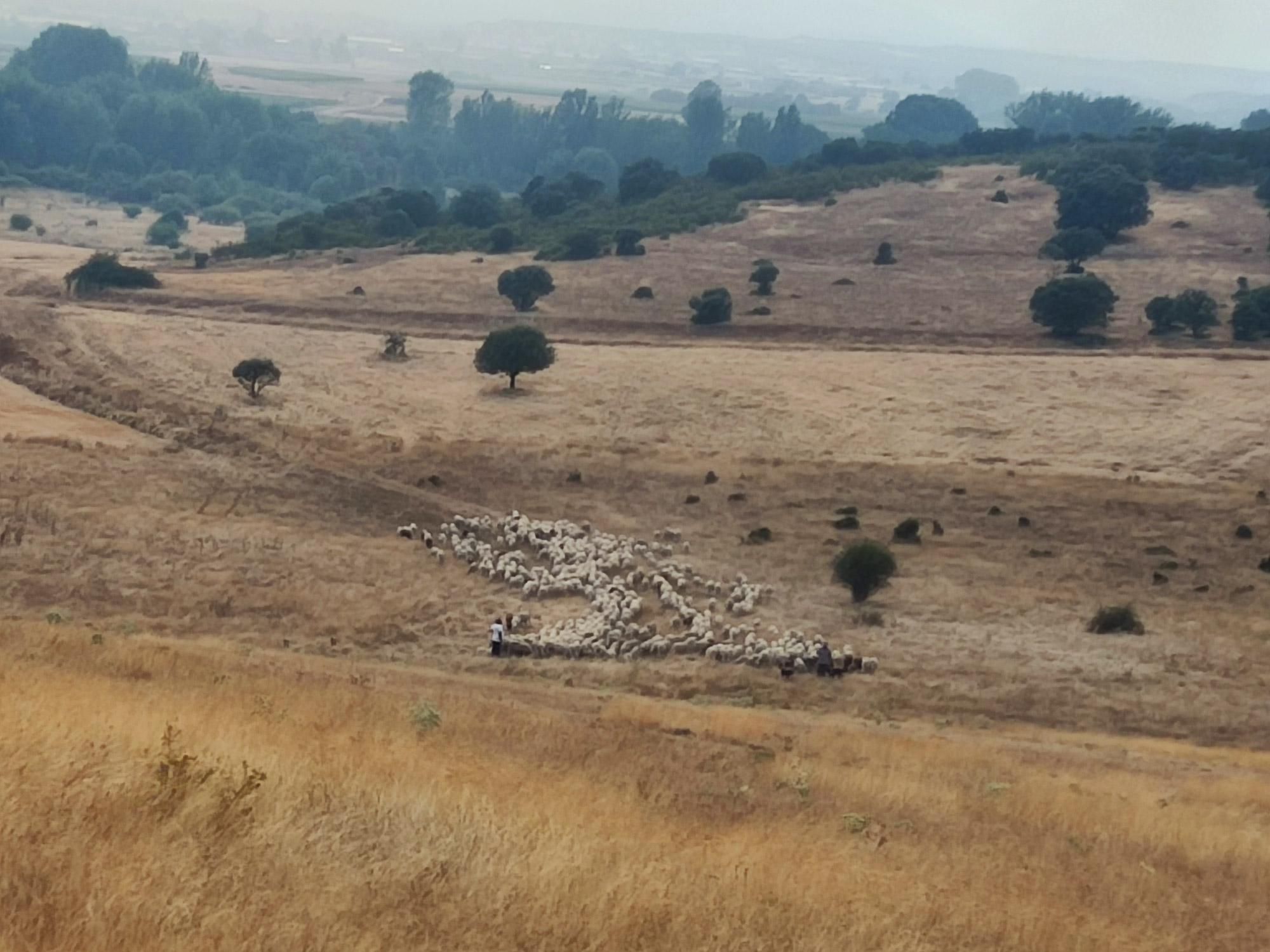 Un rebaño de ovejas trata de escapar de las llamas en Castrotierra.
