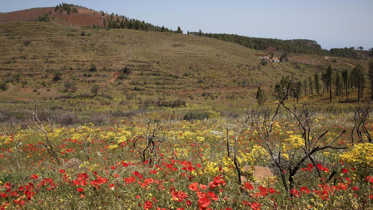 Amapolas, flores en paisaje rural del camino de Cruz del Socorro.