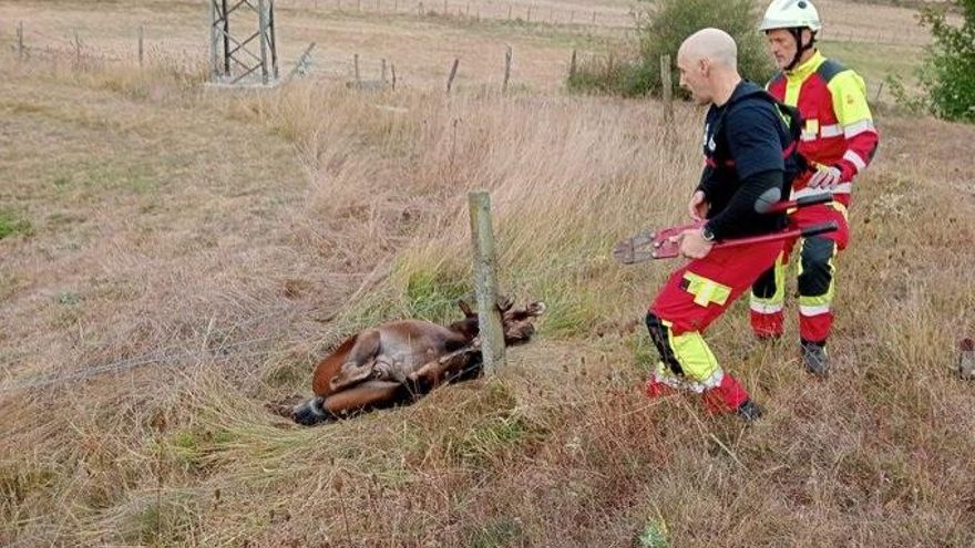 Los bomberos liberan a un potro enganchado en una valla de alambre en Reinosa