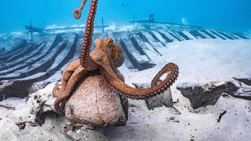 Una selva color porpra, iots incendiats i un 'polp arqueòleg': els secrets de la Mar Balear, en imatges