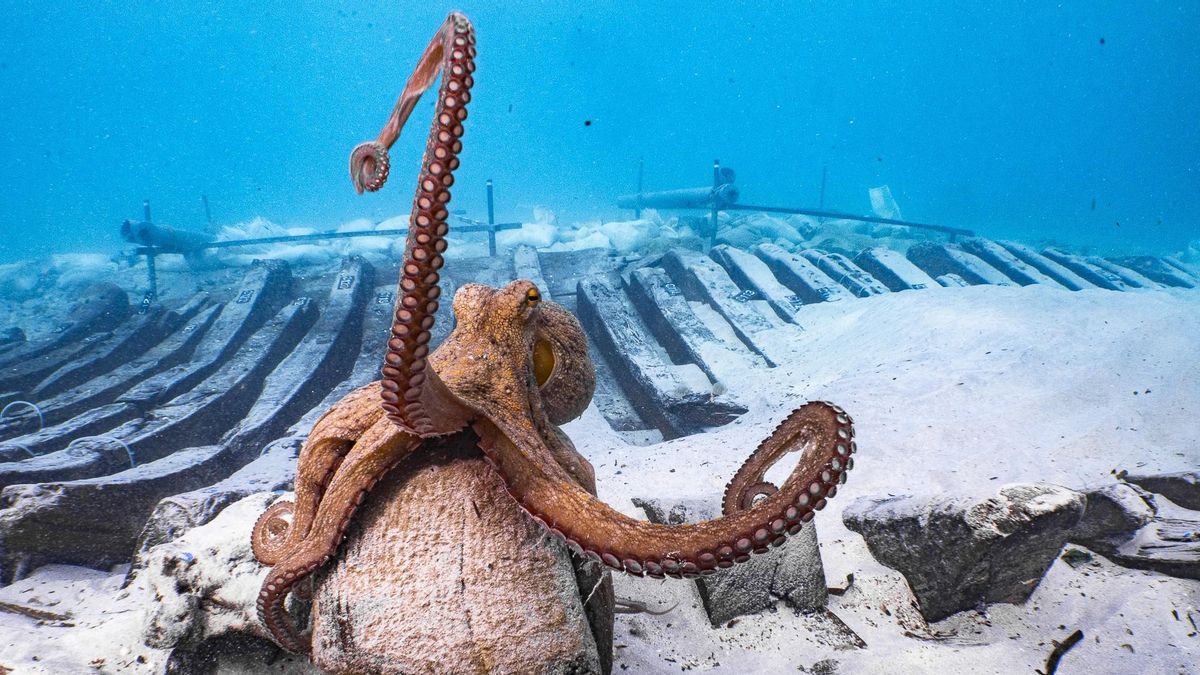 El 'pulpo arqueólogo' vigila la excavación de los arqueólogos del IBEAM en el pecio de ses Llumetes, en la zona de Porto Cristo (Mallorca).