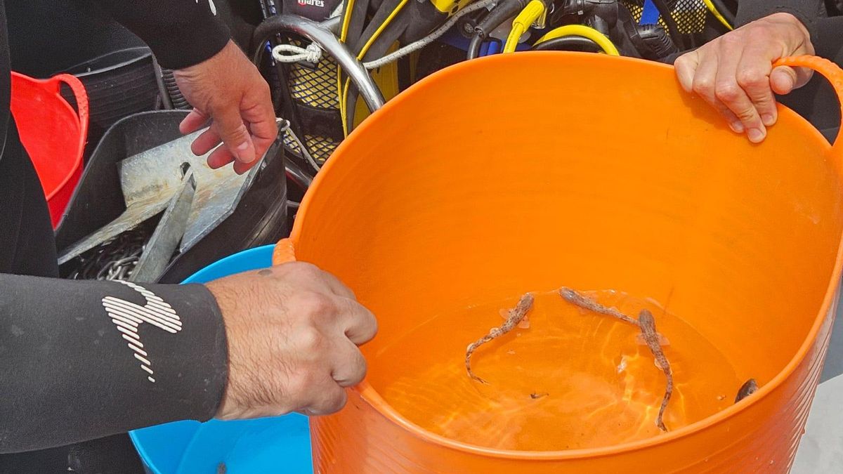 Tiburones pintarroja