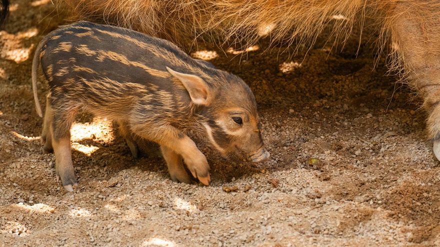 Nace una cría de potamoquero rojo, un colorido jabalí africano, en el zoo de Fuengirola (Málaga)