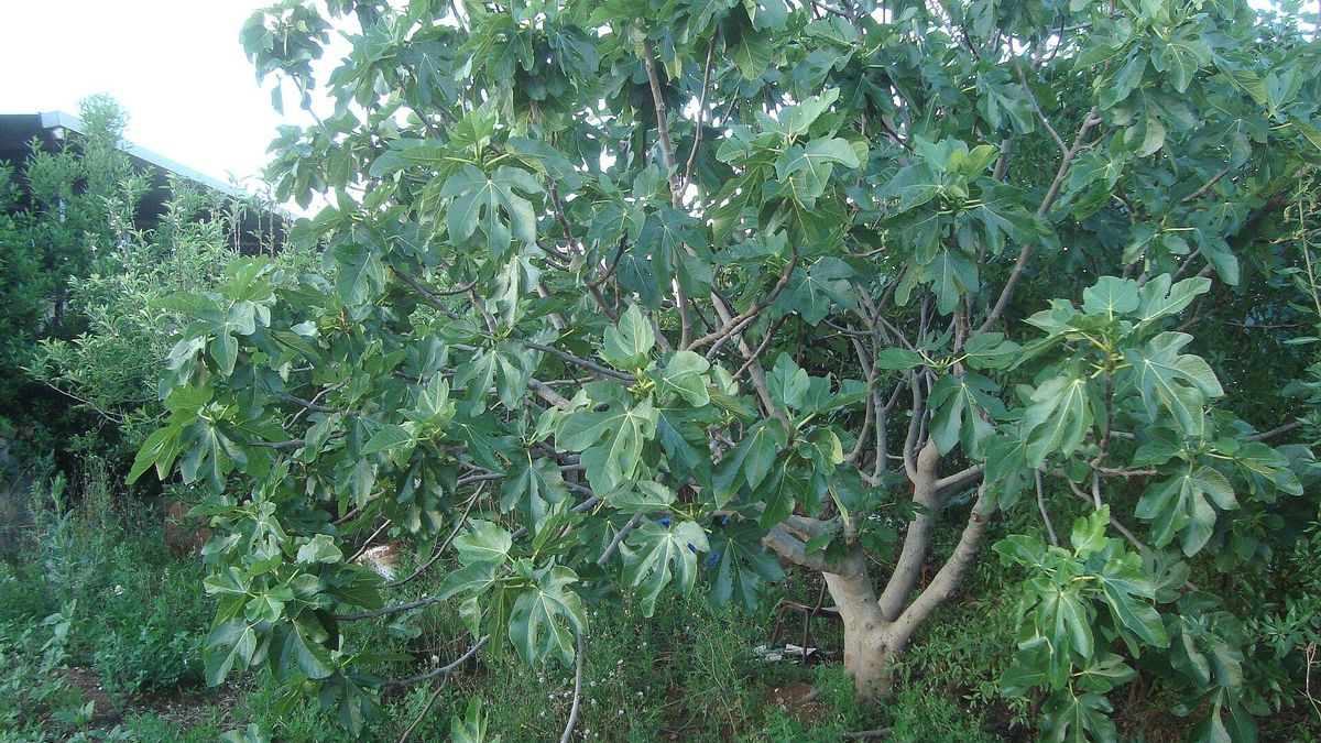 Las higueras producen primero oxalato cálcico, que al disolverse libera calcio en el suelo