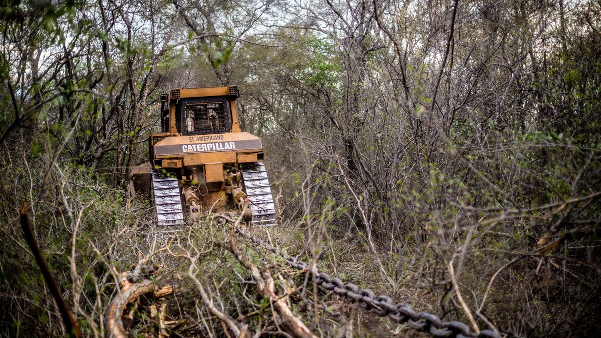 Las topadoras avanzan por los bosques donde se encuentran tres comunidades wichí.