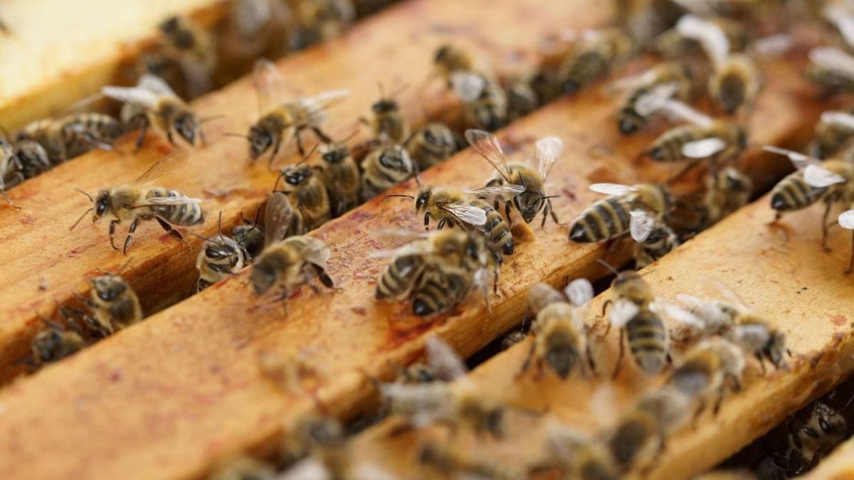 Archivo - Abejas.