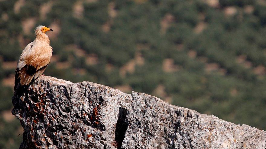 Ejemplar de alimoche en libertad