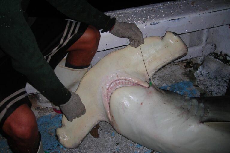 La Corte Suprema de Costa Rica resolvió que el tiburón martillo debe ser considerado vida silvestre y no especie comercial. Foto: cortesía Centro Restauración Especies Marinas Amenazadas (CREMA)