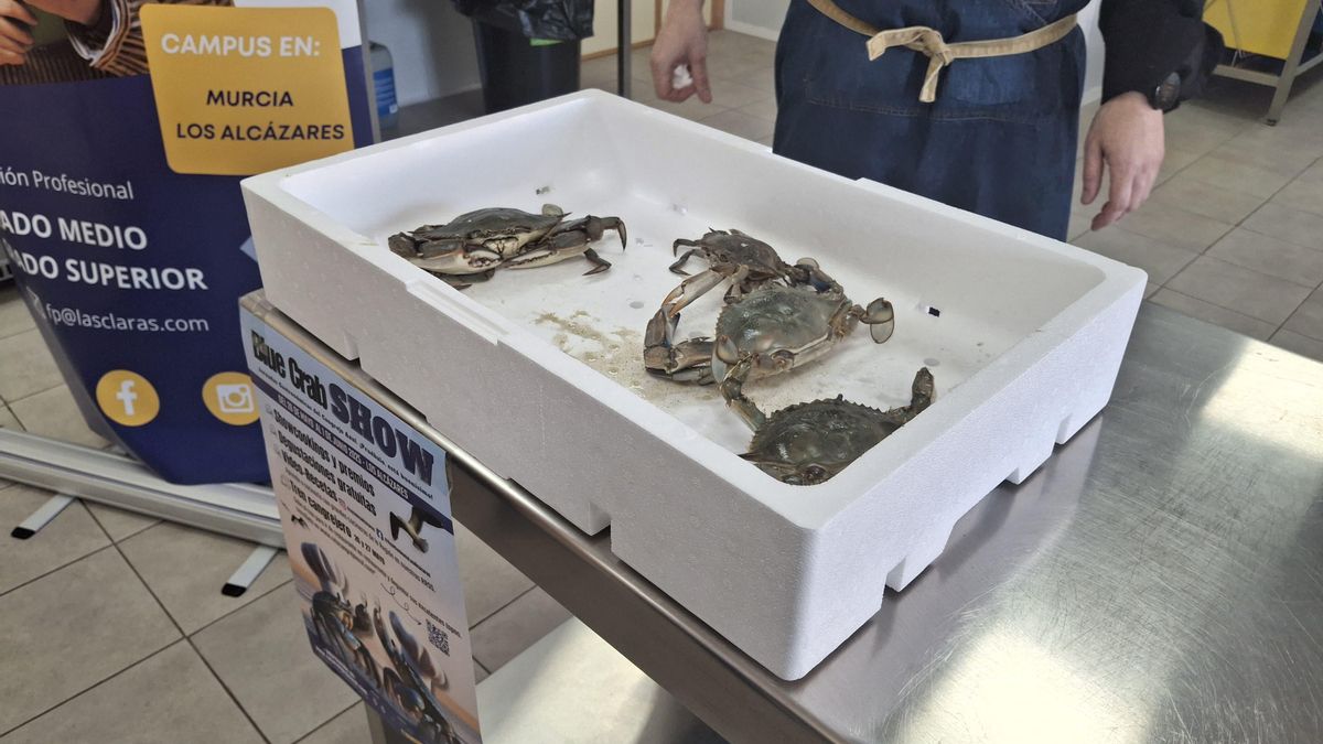 Ejemplares de cangrejo azul durante el showcooking