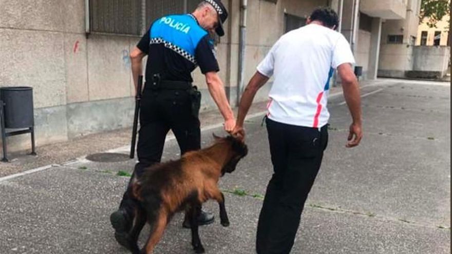La Policía de Ponferrada atrapa a la cabra que estaba suelta en el barrio de La Rosaleda. Foto: @092ponferrada