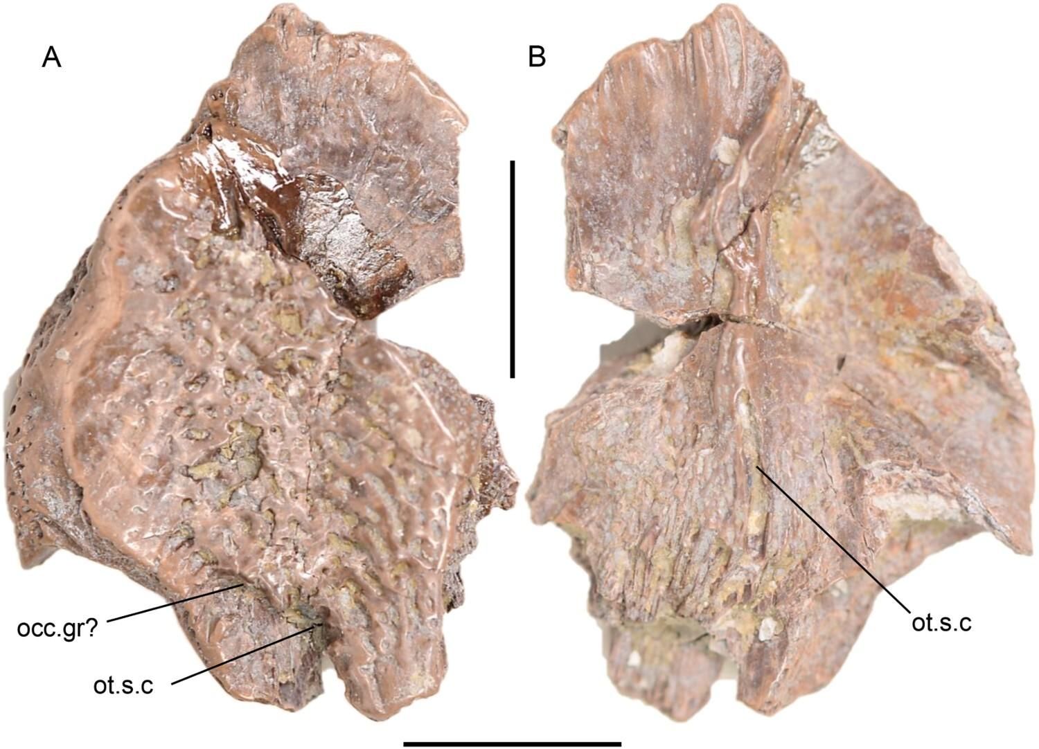 Hueso del techo del cráneo de celacanto mawsoniido. A , B , lote BRSMG n.° de acceso 451991 CSB85-82, supratemporal izquierdo en vistas dorsal ( A ) y ventral ( B) . Abreviaturas : occ.gr?, surco occipital; ot.sc , conducto sensorial ótico. Las barras de escala representan 10 mm.