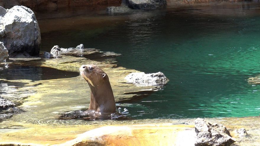 Nacen en Málaga tres crías de nutria gigante, una especie en peligro de extinción: “Un hito en la conservación”