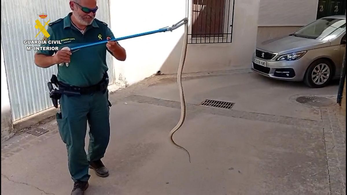 Rescate de la serpiente.