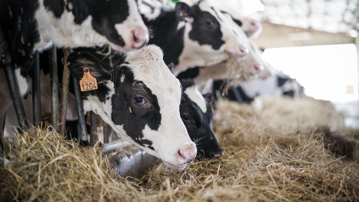 El Ministerio de Agricultura asegura que España está en alerta por el virus shamonda pero pide calma