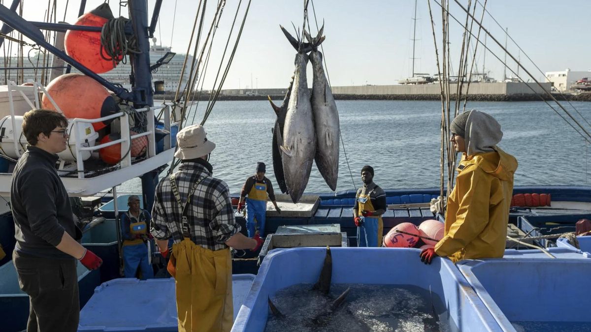 No eran los tiburones, sino el clima: por qué se frenó el auge de peces en el norte de Lanzarote, la mayor reserva de España