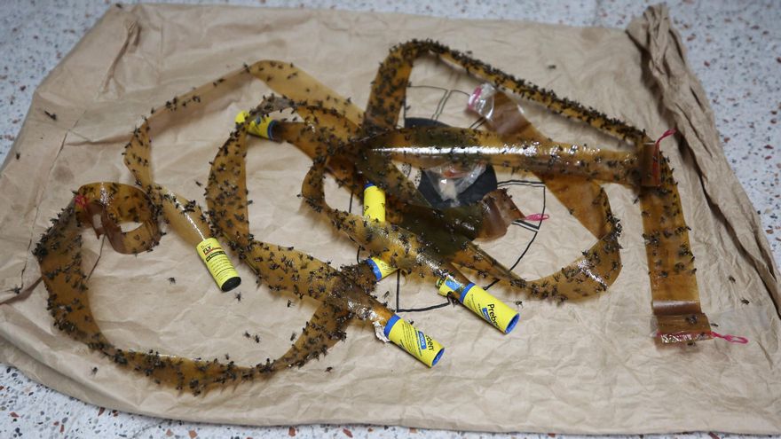 Plaga de moscas en La Calzada, Gran Canaria. (ALEJANDRO RAMOS)